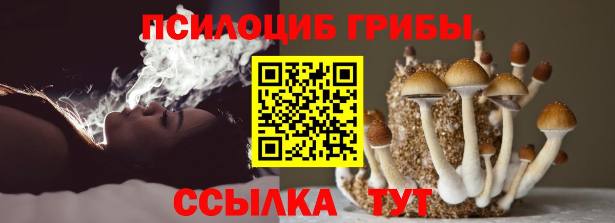 Гудермес  хочу   Вход с VPN  Псилоцибиновые грибы Psilocybe  Галлюциногенные грибы мицелий 